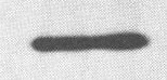 HES2 Antibody (4H6) - Azide and BSA Free H00054626-M01
