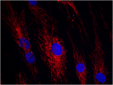 ATAD3A Antibody - Azide and BSA Free H00055210-B01P