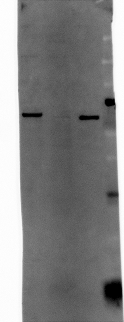 ATAD3A Antibody - Azide and BSA Free H00055210-B01P