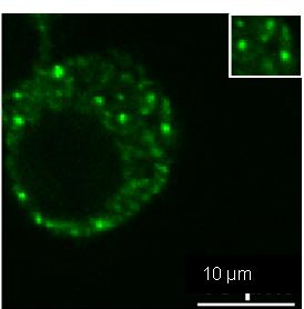 Dcp1a Antibody (3G4) - Azide and BSA Free H00055802-M06