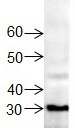 NSFL1C Antibody - Azide and BSA Free H00055968-D01P