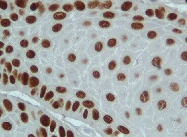RNF25 Antibody (1D10) - Azide and BSA Free H00064320-M07