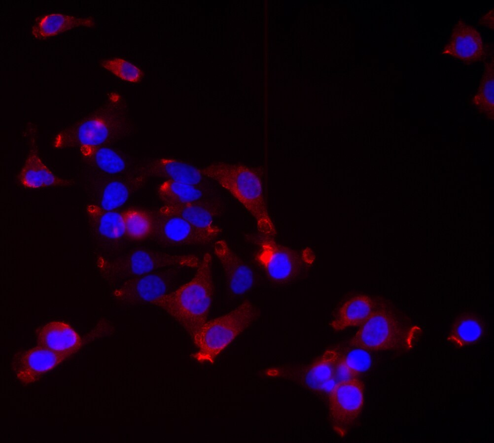 USP48 Antibody (3G4) - Azide and BSA Free H00084196-M01