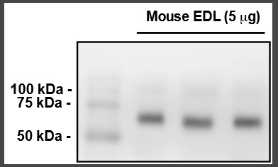 MYLK2 Antibody (2G1) - Azide and BSA Free H00085366-M01