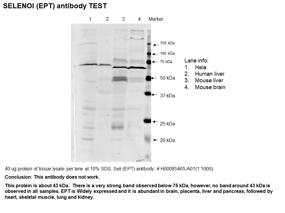 SELI Antibody - Azide and BSA Free H00085465-A01