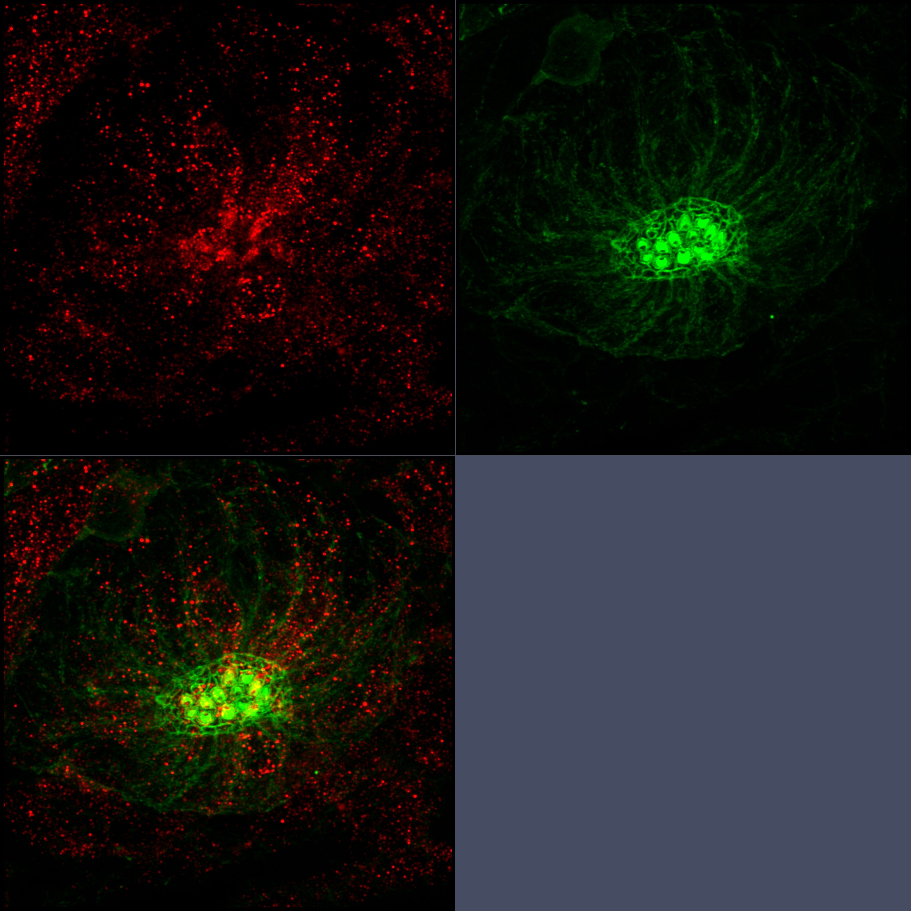 RAB3IP Antibody - Azide and BSA Free H00117177-B01P