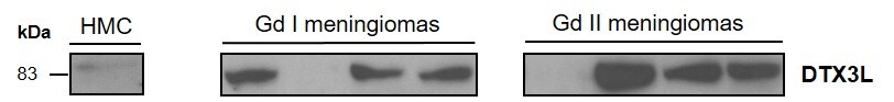 DTX3L Antibody (1D10) - Azide and BSA Free H00151636-M01