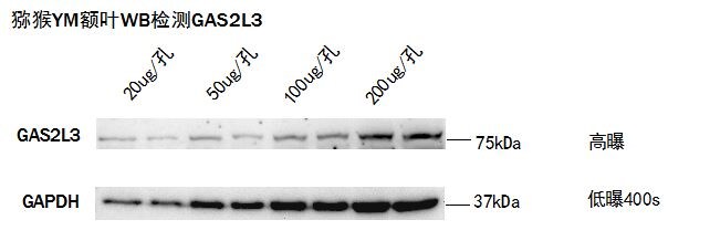 GAS2L3 Antibody (1C8) - Azide and BSA Free H00283431-M02