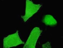 Dnd1 Antibody (1D3) - Azide and BSA Free H00373863-M10
