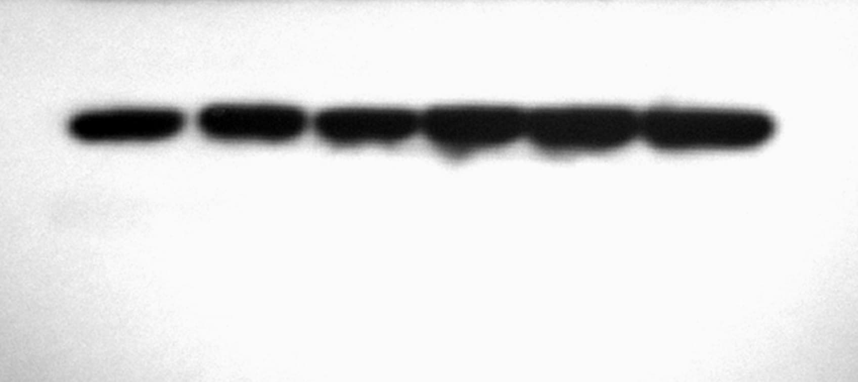 Rat IgG Horseradish Peroxidase-conjugated Antibody HAF005