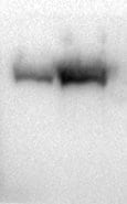 Rat IgG Horseradish Peroxidase-conjugated Antibody HAF005