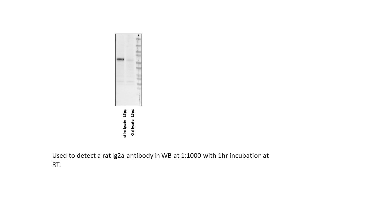 Rat IgG Horseradish Peroxidase-conjugated Antibody HAF005