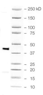 Rat IgG Horseradish Peroxidase-conjugated Antibody HAF005