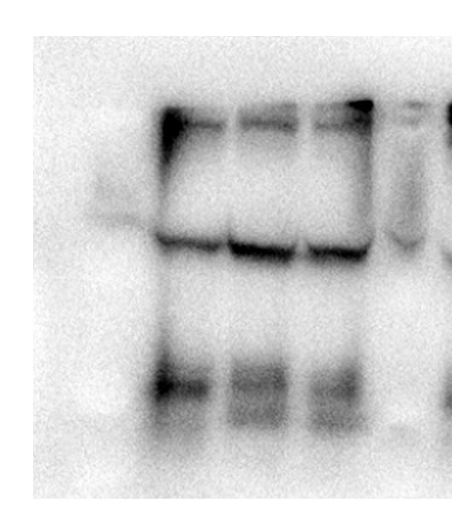 Mouse IgG Horseradish Peroxidase-conjugated Antibody HAF007