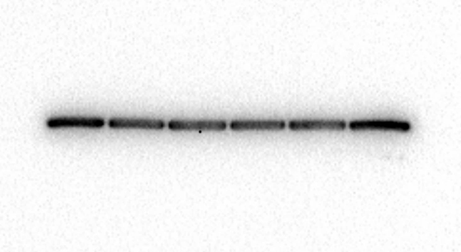 Mouse IgG Horseradish Peroxidase-conjugated Antibody HAF007