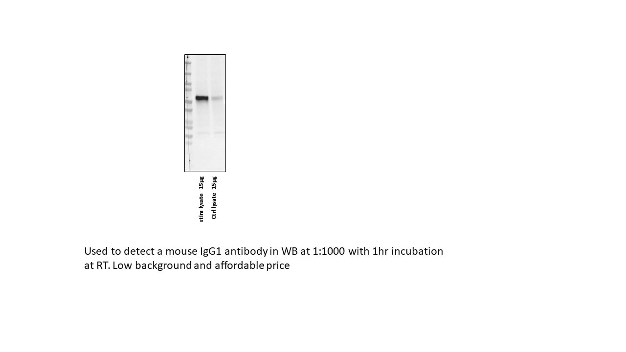 Mouse IgG Horseradish Peroxidase-conjugated Antibody HAF007