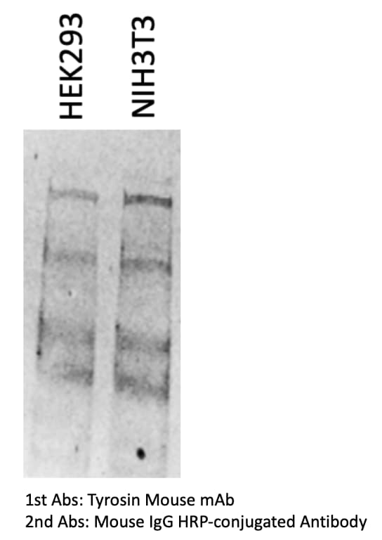 Mouse IgG Horseradish Peroxidase-conjugated Antibody HAF007