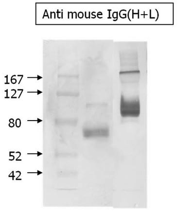 Mouse IgG Horseradish Peroxidase-conjugated Antibody HAF007