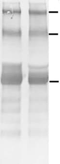 Mouse IgG Horseradish Peroxidase-conjugated Antibody HAF007