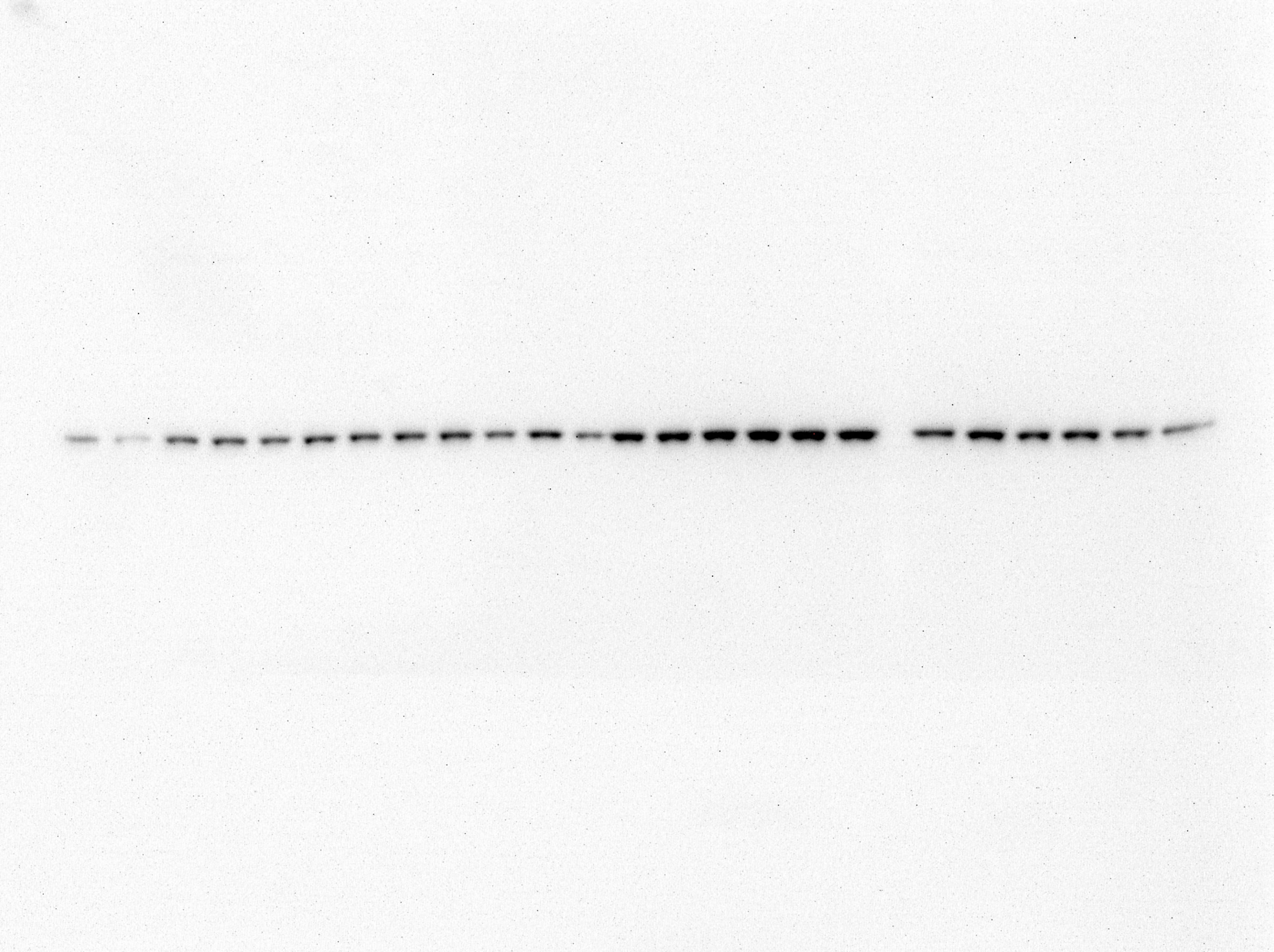 Mouse IgG Horseradish Peroxidase-conjugated Antibody HAF007
