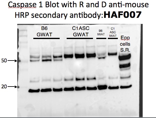 Mouse IgG Horseradish Peroxidase-conjugated Antibody HAF007