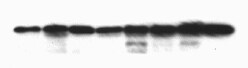 Rabbit IgG Horseradish Peroxidase-conjugated Antibody HAF008