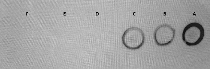 Rabbit IgG Horseradish Peroxidase-conjugated Antibody HAF008