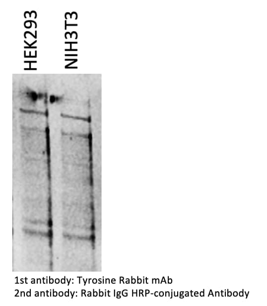 Rabbit IgG Horseradish Peroxidase-conjugated Antibody HAF008