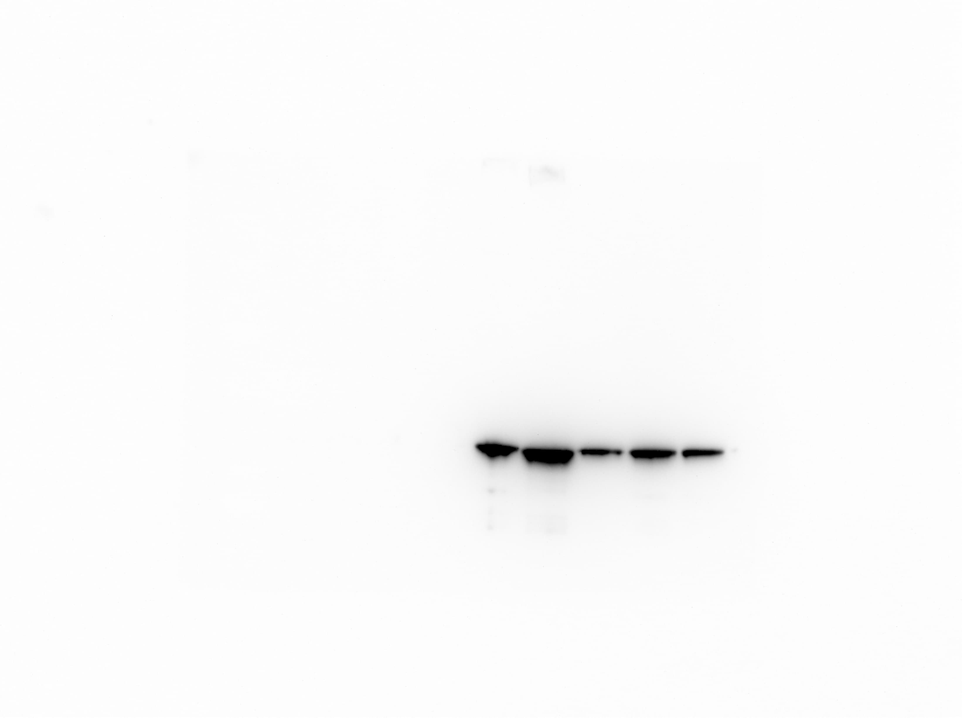 Rabbit IgG Horseradish Peroxidase-conjugated Antibody HAF008