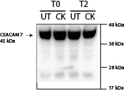 Sheep IgG Horseradish Peroxidase-conjugated Antibody HAF016