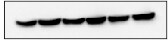 Sheep IgG Horseradish Peroxidase-conjugated Antibody HAF016