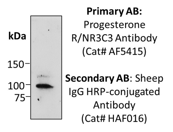 Sheep IgG Horseradish Peroxidase-conjugated Antibody HAF016