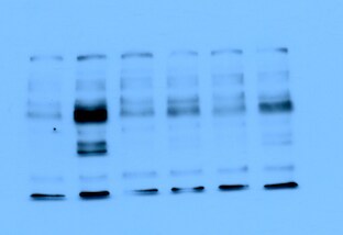 Sheep IgG Horseradish Peroxidase-conjugated Antibody HAF016