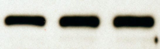 Goat IgG HRP-conjugated Antibody HAF017