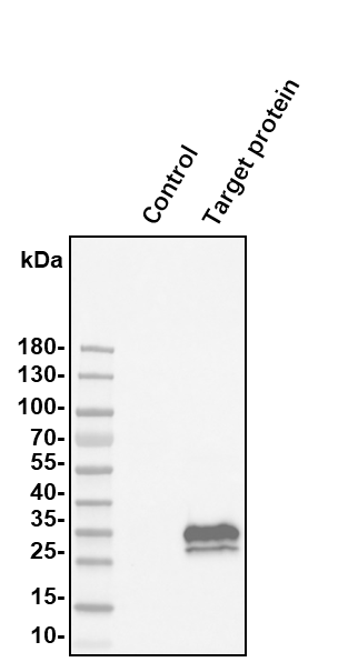 Goat IgG HRP-conjugated Antibody HAF017