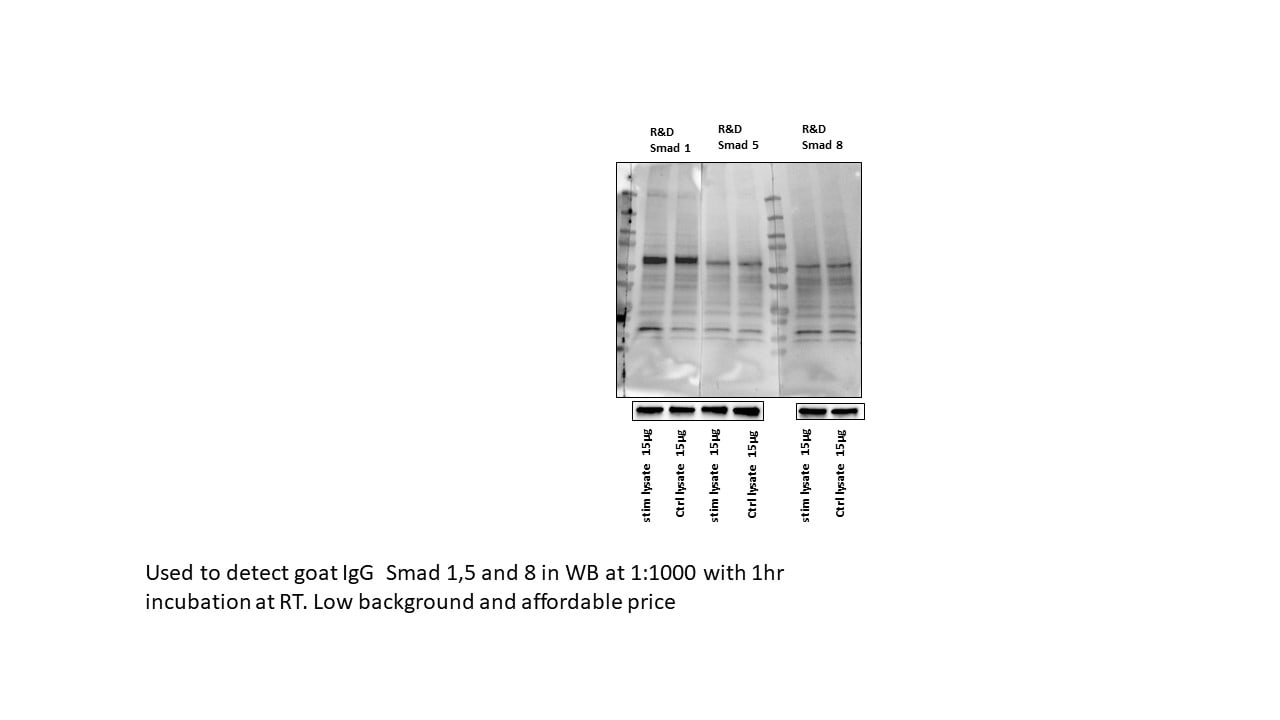 Goat IgG HRP-conjugated Antibody HAF017