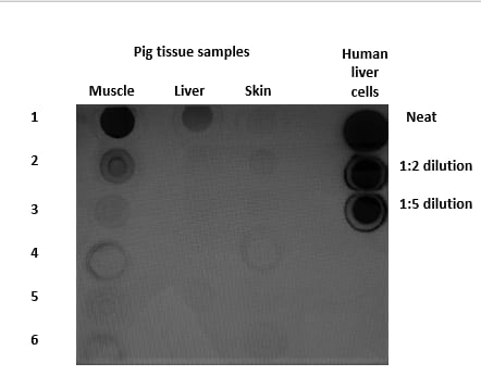 Goat IgG HRP-conjugated Antibody HAF017
