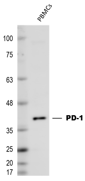 Goat IgG HRP-conjugated Antibody HAF017