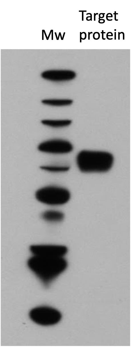 Goat IgG HRP-conjugated Antibody HAF017