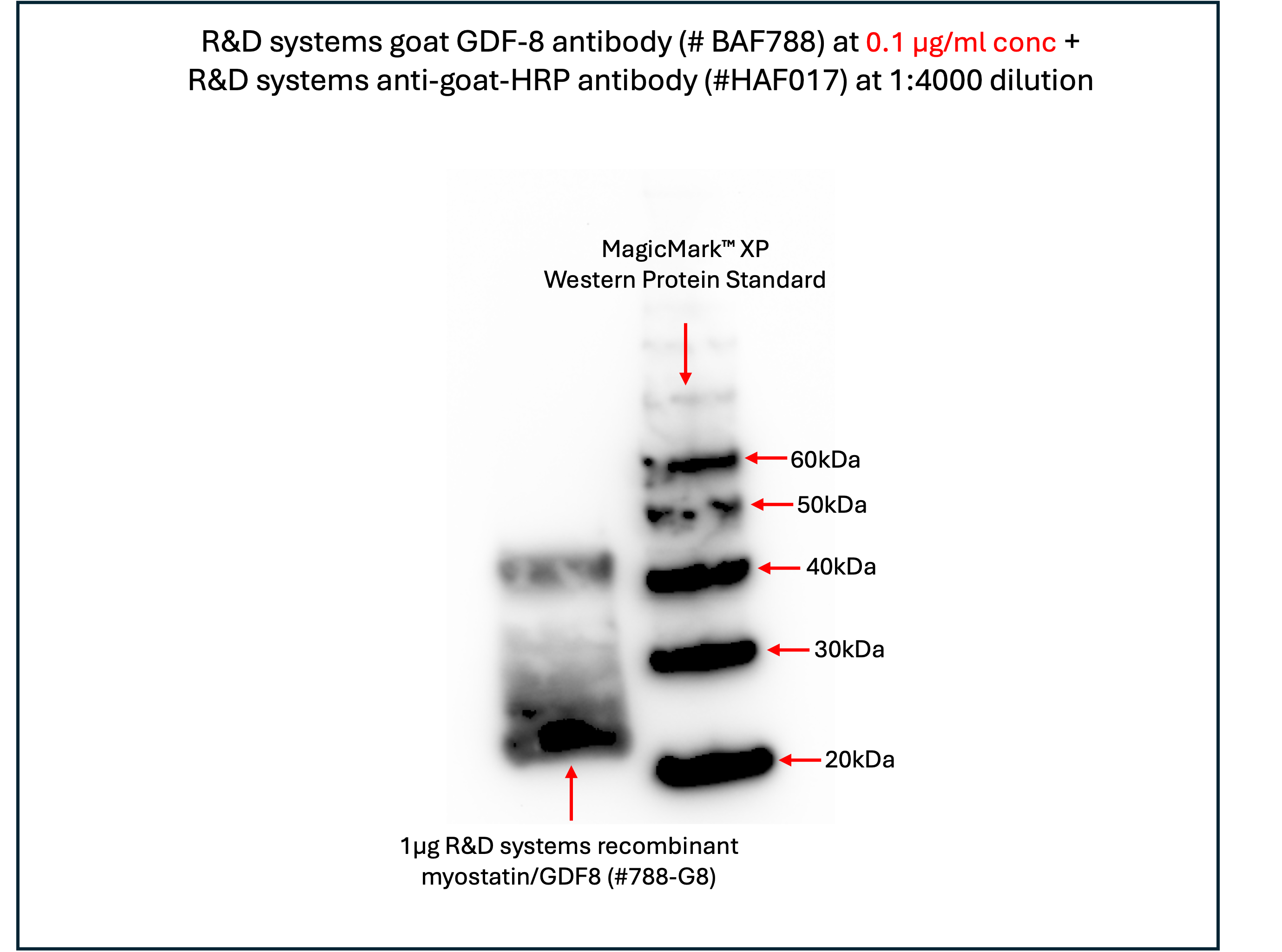 Goat IgG HRP-conjugated Antibody HAF017