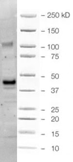 Goat IgG HRP-conjugated Antibody HAF017
