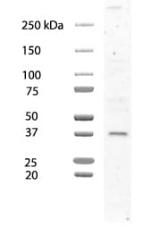 Goat IgG HRP-conjugated Antibody HAF017