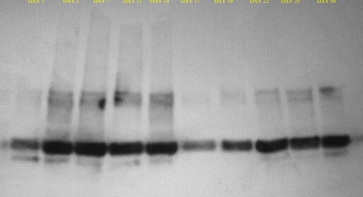 Mouse IgG HRP-conjugated Antibody HAF018