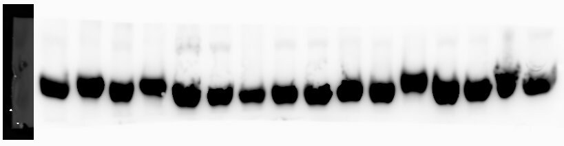 Mouse IgG HRP-conjugated Antibody HAF018