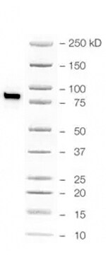 Mouse IgG HRP-conjugated Antibody HAF018