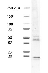 Mouse IgG HRP-conjugated Antibody HAF018