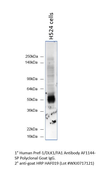 Goat IgG Horseradish Peroxidase-conjugated Antibody HAF019