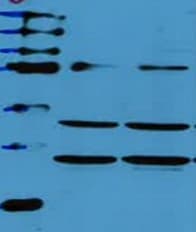 Goat IgG HRP-conjugated Antibody HAF109