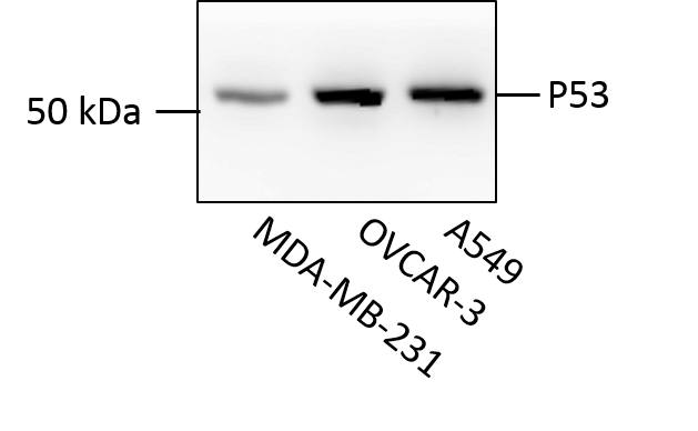 Human/Mouse/Rat p53 Horseradish Peroxidase-conjugated Antibody HAF1355