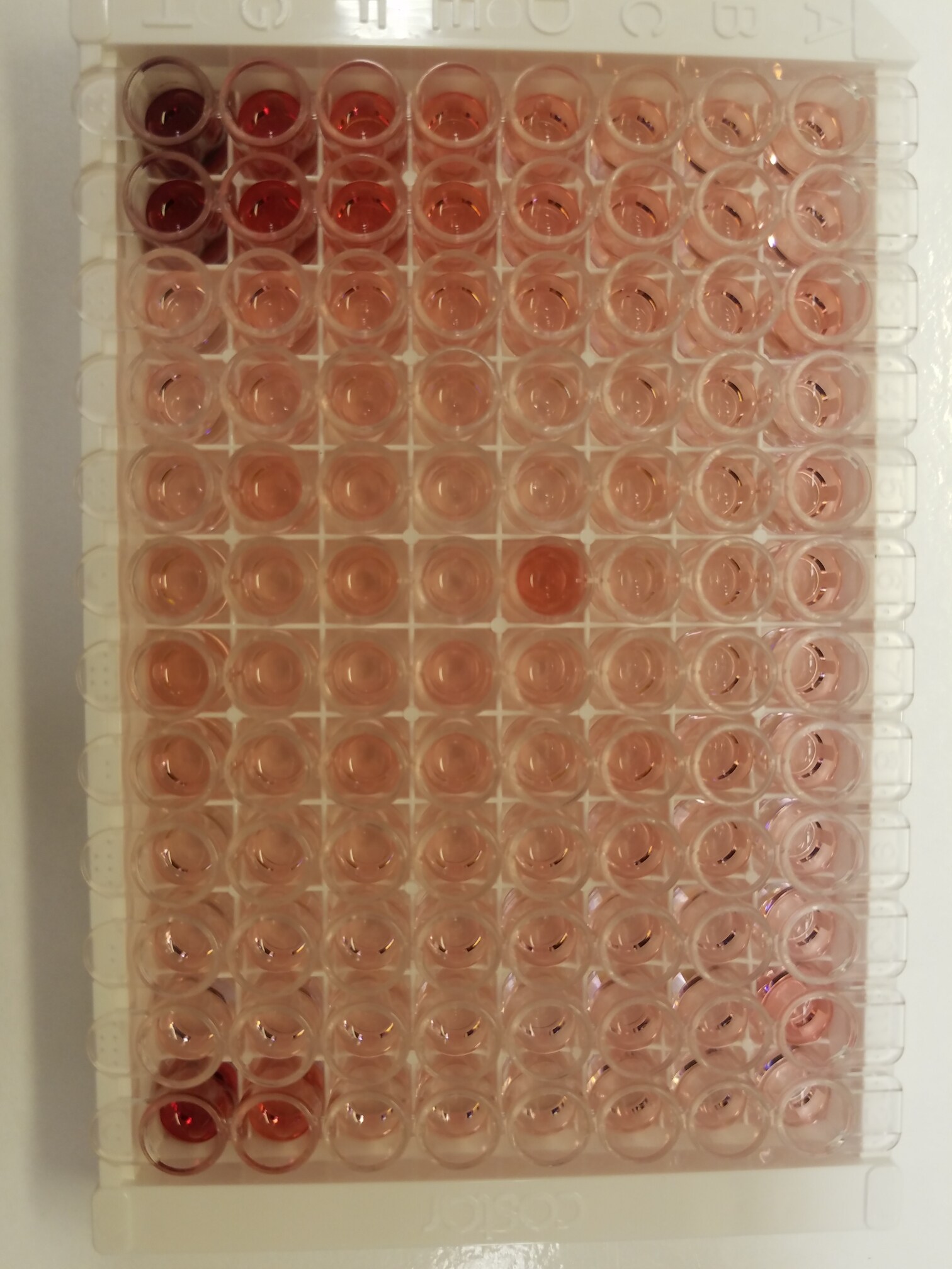 Human IL-12 p70 Quantikine HS ELISA Kit HS120